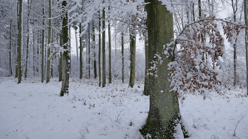 Schnee im Buchenwald