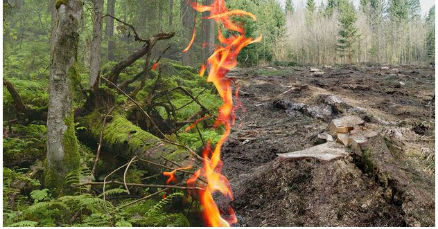 Petition gehen die Subventionierung der Holzvebrennung