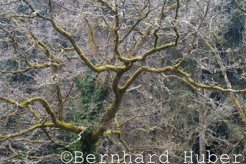 Baum im Winter mit Rauhreif