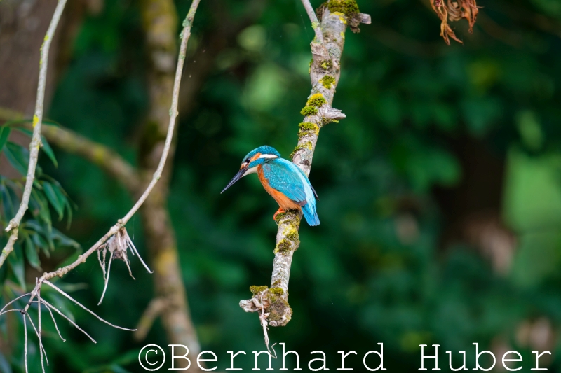 Eisvogel beim Ansitz