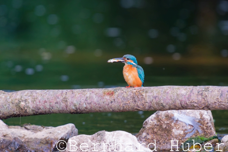 Eisvogel mit Elritze