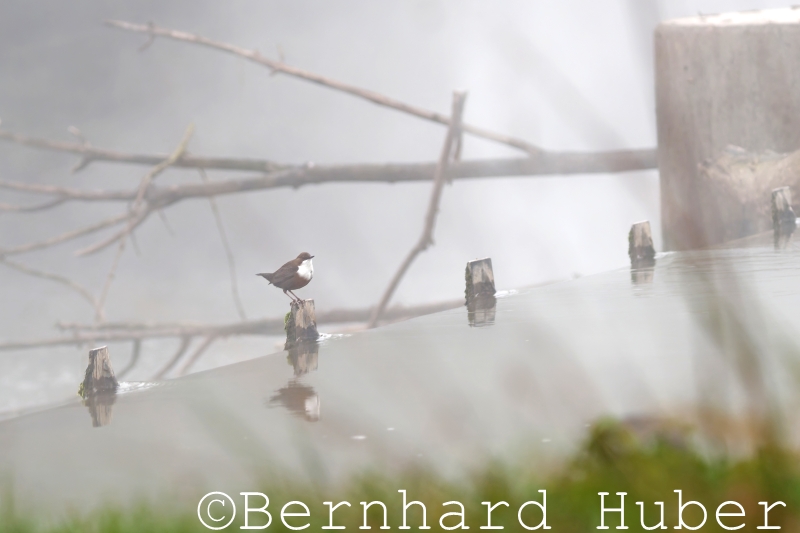 Wasseramsel im Morgennebel