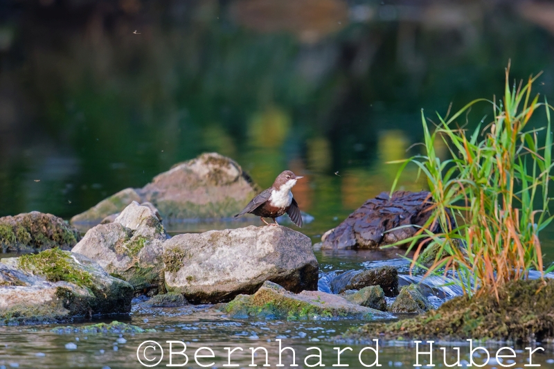Wasseramsel auf Stein