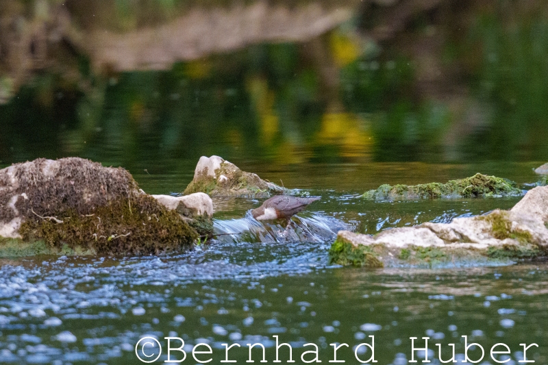 Wasseramsel bei der Jagd "Wassergucken"